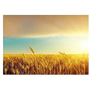 Wee Blue Coo PHOTO LANDSCAPE BARLEY FIELD GOLDEN HAZE CROP SUN FRAMED ART PRINT B12X13114 Wee Blue Coo PHOTO LANDSCAPE BARLEY FIELD GOLDEN HAZE CROP SUN FRAMED ART PRINT B12X13114