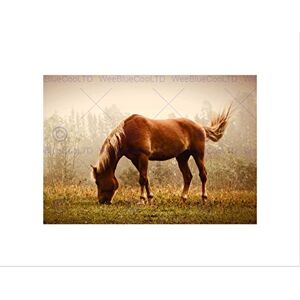 Wee Blue Coo Photo Animal Portrait Grazing Brown Horse Misty Mane Wall Art Print Wee Blue Coo Photo Animal Portrait Grazing Brown Horse Misty Mane Wall Art Print