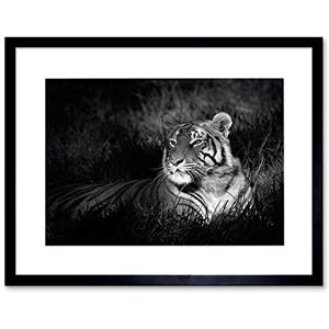 Wee Blue Coo BENGAL TIGER BLACK WHITE SITTING BLACK FRAME FRAMED ART PRINT PICTURE B12X8680 Wee Blue Coo BENGAL TIGER BLACK WHITE SITTING BLACK FRAME FRAMED ART PRINT PICTURE B12X8680