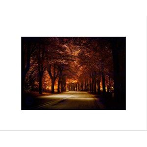 Wee Blue Coo Photo Landscape Road Forest Trees Light Sunbeam Shade Wall Art Print Wee Blue Coo Photo Landscape Road Forest Trees Light Sunbeam Shade Wall Art Print