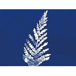 Wee Blue Coo Cobalt Botanics Fern Frond Watercolour Unframed Art Print Poster Wall Decor 12X16 Inch Wee Blue Coo Cobalt Botanics Fern Frond Watercolour Unframed Art Print Poster Wall Decor 12X16 Inch