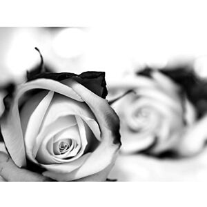 Fine Art Prints Black And White Roses Romance Large Wall Art Print Canvas Premium Poster Fine Art Prints Black And White Roses Romance Large Wall Art Print Canvas Premium Poster