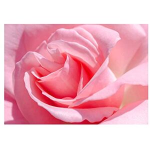 Wee Blue Coo Photo Macro Nature Plant Flower Pink Rose Petal Wall Art Print Wee Blue Coo Photo Macro Nature Plant Flower Pink Rose Petal Wall Art Print