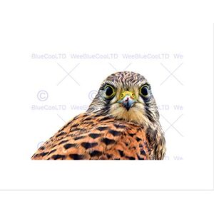 Wee Blue Coo Kestrel Bird Prey Raptor Close Up Art Picture Wall Art Print Wee Blue Coo Kestrel Bird Prey Raptor Close Up Art Picture Wall Art Print