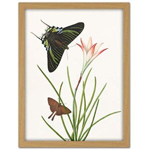 Artery8 Paul Gabriel Two Butterflies With A Lily Painting Artwork Framed Wall Art Print 18X24 Inch Artery8 Paul Gabriel Two Butterflies With A Lily Painting Artwork Framed Wall Art Print 18X24 Inch
