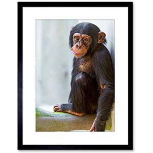 Wee Blue Coo ANIMAL PHOTO MONKEY CUTE BABY CHIMP FRAMED ART PRINT POSTER F97X11820 Wee Blue Coo ANIMAL PHOTO MONKEY CUTE BABY CHIMP FRAMED ART PRINT POSTER F97X11820