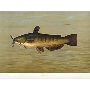 Artery8 Petrie North American Fishes Bullhead Illustration Unframed Wall Art Print Poster Home Decor Premium Artery8 Petrie North American Fishes Bullhead Illustration Unframed Wall Art Print Poster Home Decor Premium