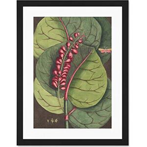 Wee Blue Coo Flower Coccoloba Uvifera Seagrape Large Framed Art Print Wall Poster 18x24 inch Wee Blue Coo Flower Coccoloba Uvifera Seagrape Large Framed Art Print Wall Poster 18x24 inch