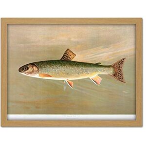 Artery8 Petrie North American Fishes Brook Trout Illustration Artwork Framed Wall Art Print 18X24 Inch Artery8 Petrie North American Fishes Brook Trout Illustration Artwork Framed Wall Art Print 18X24 Inch