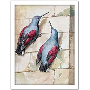 Artery8 Schouman Wallcreeper Birds Blue Purple Drawing Artwork Framed Wall Art Print 18X24 Inch Artery8 Schouman Wallcreeper Birds Blue Purple Drawing Artwork Framed Wall Art Print 18X24 Inch