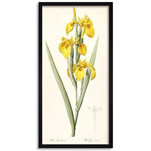 Artery8 Redoute Yellow Sweet Flag Iris Flower Illustration Framed Wall Art Print Long 25X12 Inch Artery8 Redoute Yellow Sweet Flag Iris Flower Illustration Framed Wall Art Print Long 25X12 Inch