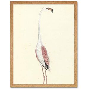Artery8 Gordon Greater Flamingo Bird Nature Drawing Art Print Framed Poster Wall Decor 12x16 inch Artery8 Gordon Greater Flamingo Bird Nature Drawing Art Print Framed Poster Wall Decor 12x16 inch