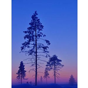 Wee Blue Coo Winter Landscape Trees Purple Sunset Unframed Art Print Poster Wall Decor 12X16 Inch Wee Blue Coo Winter Landscape Trees Purple Sunset Unframed Art Print Poster Wall Decor 12X16 Inch