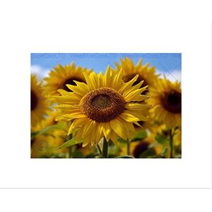 Wee Blue Coo PHOTO COMPOSITION FLOWER SUNFLOWER YELLOW PETAL MACRO FRAMED ART PRINT B12X13060 Wee Blue Coo PHOTO COMPOSITION FLOWER SUNFLOWER YELLOW PETAL MACRO FRAMED ART PRINT B12X13060