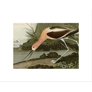 Wee Blue Coo Painting Book Page Birds America Audubon American Avocet Wall Art Print Wee Blue Coo Painting Book Page Birds America Audubon American Avocet Wall Art Print