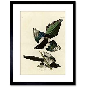Wee Blue Coo Painting Book Page Birds America Audubon American Magpie Framed Wall Art Print Wee Blue Coo Painting Book Page Birds America Audubon American Magpie Framed Wall Art Print