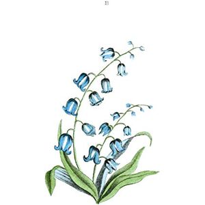 Fine Art Prints Flower Bluebells Illustration Large Wall Art Print Canvas Premium Poster Fine Art Prints Flower Bluebells Illustration Large Wall Art Print Canvas Premium Poster