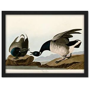 Artery8 Audubon Birds America Brant Goose Artwork Framed Wall Art Print 18X24 Inch Artery8 Audubon Birds America Brant Goose Artwork Framed Wall Art Print 18X24 Inch