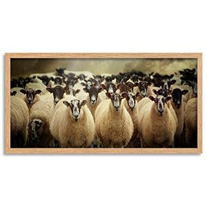 Wee Blue Coo Flock Sheep Looking Forward Long Panel Framed Wall Art Print Wee Blue Coo Flock Sheep Looking Forward Long Panel Framed Wall Art Print