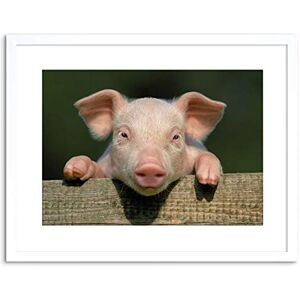 Wee Blue Coo Photo Animal Pig Piglet Cute Farm Pink Baby Babe Framed Wall Art Print Wee Blue Coo Photo Animal Pig Piglet Cute Farm Pink Baby Babe Framed Wall Art Print
