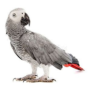 Wee Blue Coo Photo Nature Animal Bird African Grey Parrot Wall Art Print Wee Blue Coo Photo Nature Animal Bird African Grey Parrot Wall Art Print