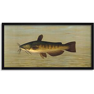 Artery8 Petrie North American Fishes Bullhead Illustration Framed Wall Art Print Long 25X12 Inch Artery8 Petrie North American Fishes Bullhead Illustration Framed Wall Art Print Long 25X12 Inch