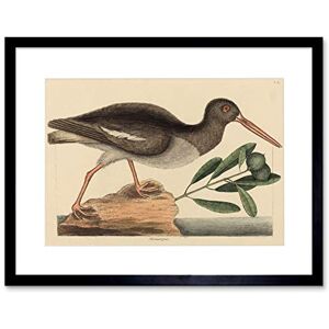 Wee Blue Coo Painting Nature Bird Catesby Oyster Catcher Framed Wall Art Print Wee Blue Coo Painting Nature Bird Catesby Oyster Catcher Framed Wall Art Print