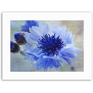Wee Blue Coo Cornflower Flower Blue Bloom Mount Picture Canvas Art Print Wee Blue Coo Cornflower Flower Blue Bloom Mount Picture Canvas Art Print