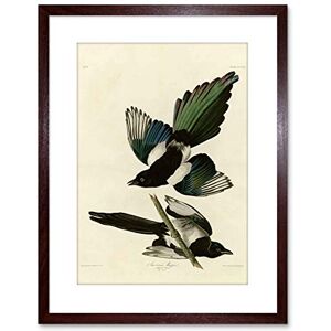 Wee Blue Coo Painting Book Page Birds America Audubon American Magpie Framed Wall Art Print Wee Blue Coo Painting Book Page Birds America Audubon American Magpie Framed Wall Art Print