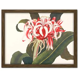 Artery8 Bury Havell Giant Spider Lily Queen Emma Flower Artwork Framed Wall Art Print 18X24 Inch Artery8 Bury Havell Giant Spider Lily Queen Emma Flower Artwork Framed Wall Art Print 18X24 Inch