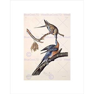 Wee Blue Coo Audubon American Passenger Pigeon Wall Art Print Wee Blue Coo Audubon American Passenger Pigeon Wall Art Print