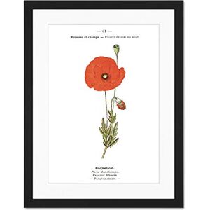 Fine Art Prints Flower Poppy Coquelicot Papaver Rhoeas Large Framed Art Print Wall Poster 18x24 inch Fine Art Prints Flower Poppy Coquelicot Papaver Rhoeas Large Framed Art Print Wall Poster 18x24 inch