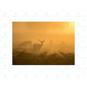 Wee Blue Coo Animal Deer Mist Stag Picture Wall Wall Art Print Wee Blue Coo Animal Deer Mist Stag Picture Wall Wall Art Print