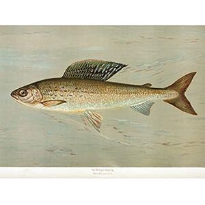 Artery8 Petrie North American Fishes Grayling Illustration Unframed Wall Art Print Poster Home Decor Premium Artery8 Petrie North American Fishes Grayling Illustration Unframed Wall Art Print Poster Home Decor Premium