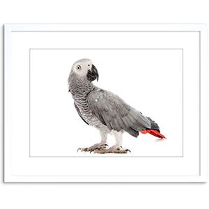 Wee Blue Coo Photo Nature Animal Bird African Grey Parrot Framed Wall Art Print Wee Blue Coo Photo Nature Animal Bird African Grey Parrot Framed Wall Art Print