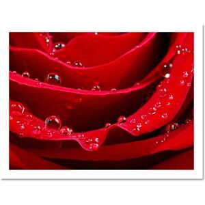 Wee Blue Coo Red Rose Macro Flower Bloom Dew Photo Art Large Framed Art Print Poster Wall Decor 18x24 inch Wee Blue Coo Red Rose Macro Flower Bloom Dew Photo Art Large Framed Art Print Poster Wall Decor 18x24 inch