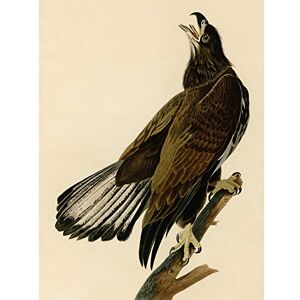 Artery8 Audubon Birds Eagle White Head Painting Premium Wall Art Canvas Print 18X24 Inch Artery8 Audubon Birds Eagle White Head Painting Premium Wall Art Canvas Print 18X24 Inch