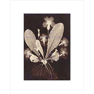 Wee Blue Coo VINTAGE 19TH CENTURY BOTANICAL DIAGRAM ARTWORK BLACK FRAMED ART PRINT B12X5128 Wee Blue Coo VINTAGE 19TH CENTURY BOTANICAL DIAGRAM ARTWORK BLACK FRAMED ART PRINT B12X5128