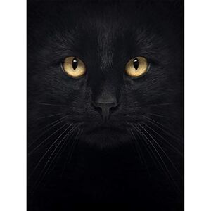 Wee Blue Coo Black Cat Face Close Up Unframed Art Print Poster Wall Decor 12X16 Inch Wee Blue Coo Black Cat Face Close Up Unframed Art Print Poster Wall Decor 12X16 Inch