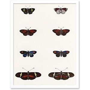 Wee Blue Coo Nature Study Humboldt Butterflies Dark Art Print Framed Poster Wall Decor 12x16 inch Wee Blue Coo Nature Study Humboldt Butterflies Dark Art Print Framed Poster Wall Decor 12x16 inch