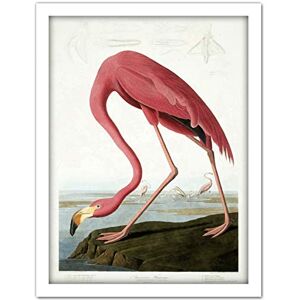 Wee Blue Coo Audubon American Flamingo Artwork Framed Wall Art Print 18X24 Inch Wee Blue Coo Audubon American Flamingo Artwork Framed Wall Art Print 18X24 Inch