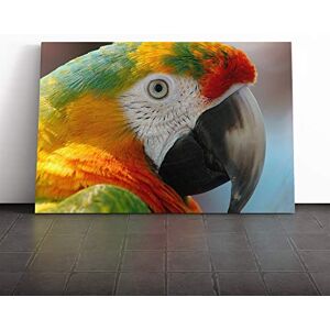 Big Box Art Macaw Parrot Bird Canvas Print Gallery Wrapped 30mm Frame Wall Art 20x14 inches Ready to Hang Modern Animals Picture Living Room Bedroom Lounge Office Big Box Art Macaw Parrot Bird Canvas Print Gallery Wrapped 30mm Frame Wall Art 20x14 inches Ready to Hang Modern Animals Picture Living Room Bedroom Lounge Office