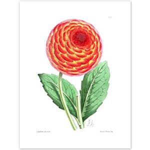 Fine Art Prints Flower Red Orange Dahlia Art Print Canvas Premium Wall Decor Poster Fine Art Prints Flower Red Orange Dahlia Art Print Canvas Premium Wall Decor Poster