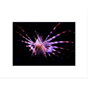 Wee Blue Coo LION FISH SEA PINK MARINE BLACK FRAME FRAMED ART PRINT PICTURE MOUNT B12X9176 Wee Blue Coo LION FISH SEA PINK MARINE BLACK FRAME FRAMED ART PRINT PICTURE MOUNT B12X9176