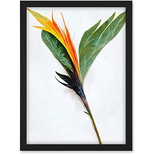 Doppelganger33 LTD Single Bird Paradise Flower Stem With Orange Bloom Artwork Framed A3 Wall Art Print Doppelganger33 LTD Single Bird Paradise Flower Stem With Orange Bloom Artwork Framed A3 Wall Art Print