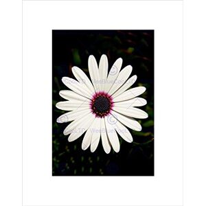 Wee Blue Coo Photo Flower Plant Petal White Purple Picture Wall Art Print Wee Blue Coo Photo Flower Plant Petal White Purple Picture Wall Art Print