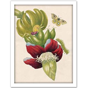 Artery8 Merian Metamorphosis Insects Flower Leaves Painting Artwork Framed Wall Art Print 18X24 Inch Artery8 Merian Metamorphosis Insects Flower Leaves Painting Artwork Framed Wall Art Print 18X24 Inch