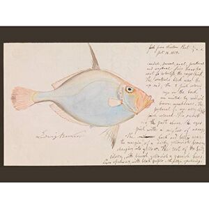 Fine Art Prints Ludwig Becker Silver Dory Fish Illustration Unframed Wall Art Print Poster Home Decor Premium Fine Art Prints Ludwig Becker Silver Dory Fish Illustration Unframed Wall Art Print Poster Home Decor Premium