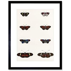 Wee Blue Coo Nature Study Humboldt Butterflies Dark Artwork Framed Wall Art Print 12X16 Inch Wee Blue Coo Nature Study Humboldt Butterflies Dark Artwork Framed Wall Art Print 12X16 Inch