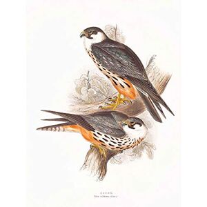 Wee Blue Coo Painting Birds Gould Hobby Pair Art Print Poster Wall Decor 12X16 Inch Wee Blue Coo Painting Birds Gould Hobby Pair Art Print Poster Wall Decor 12X16 Inch